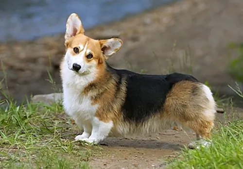 VOXX PERCAVH66R — RCA(R) VH66R In-Line F-Connectors, 2 pk