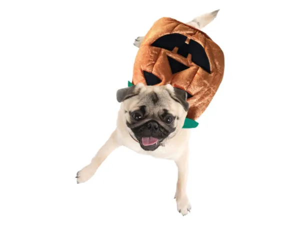 Bulk Buys VR052 — Adorable Pumpkin Pet Costume for Halloween Fun