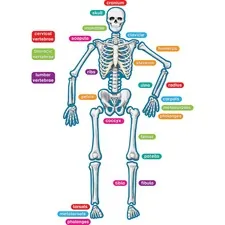 Teacher Created Resources TCR 77241 — Teacher Created Resources Human Skeleton Accents - Theme/Subject: Learning - Skill Learning: Anatomy - 40 Pieces - 5-17 Year - 1 / Set